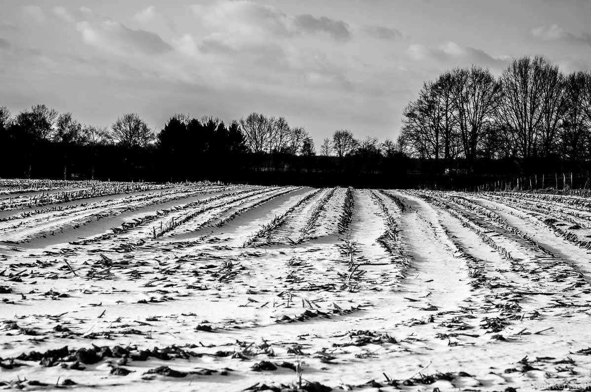 Zenphoto Suchcache